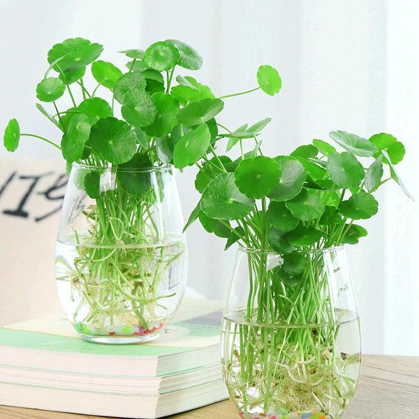 百果惠BDBZ(桐木店)专用号