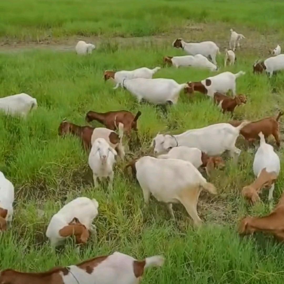 牛羊肉副产品批发