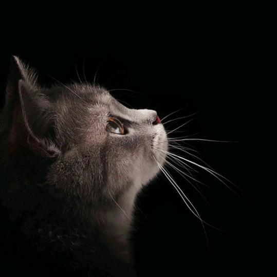 庚辰