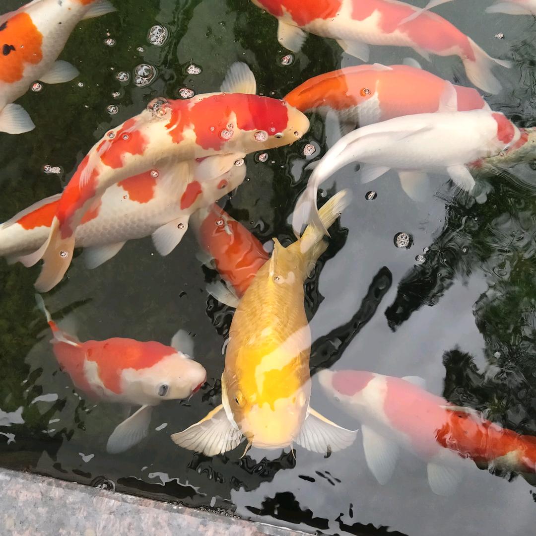 楠木