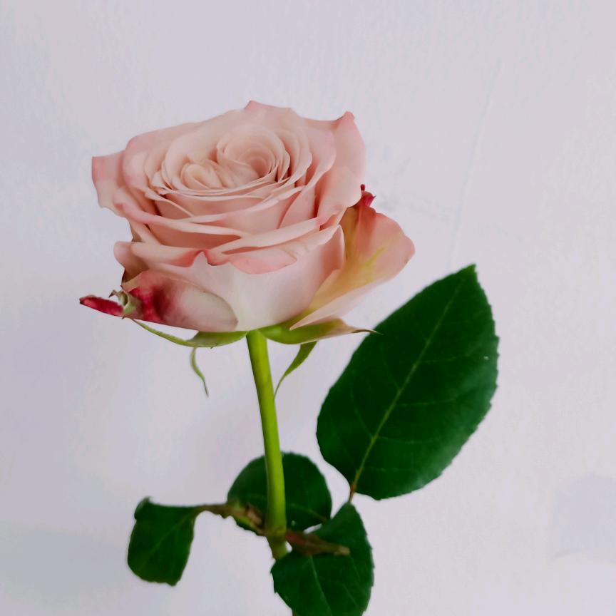 🌹这里花开🌹