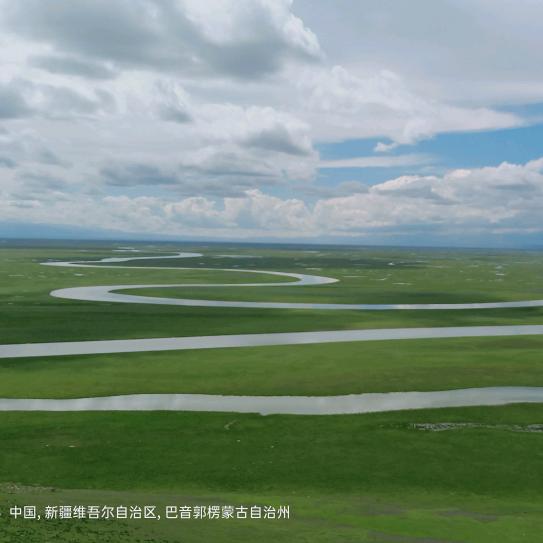 红枣树