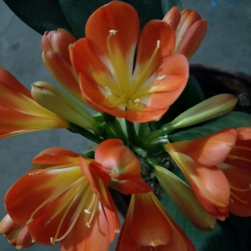 陈园芬