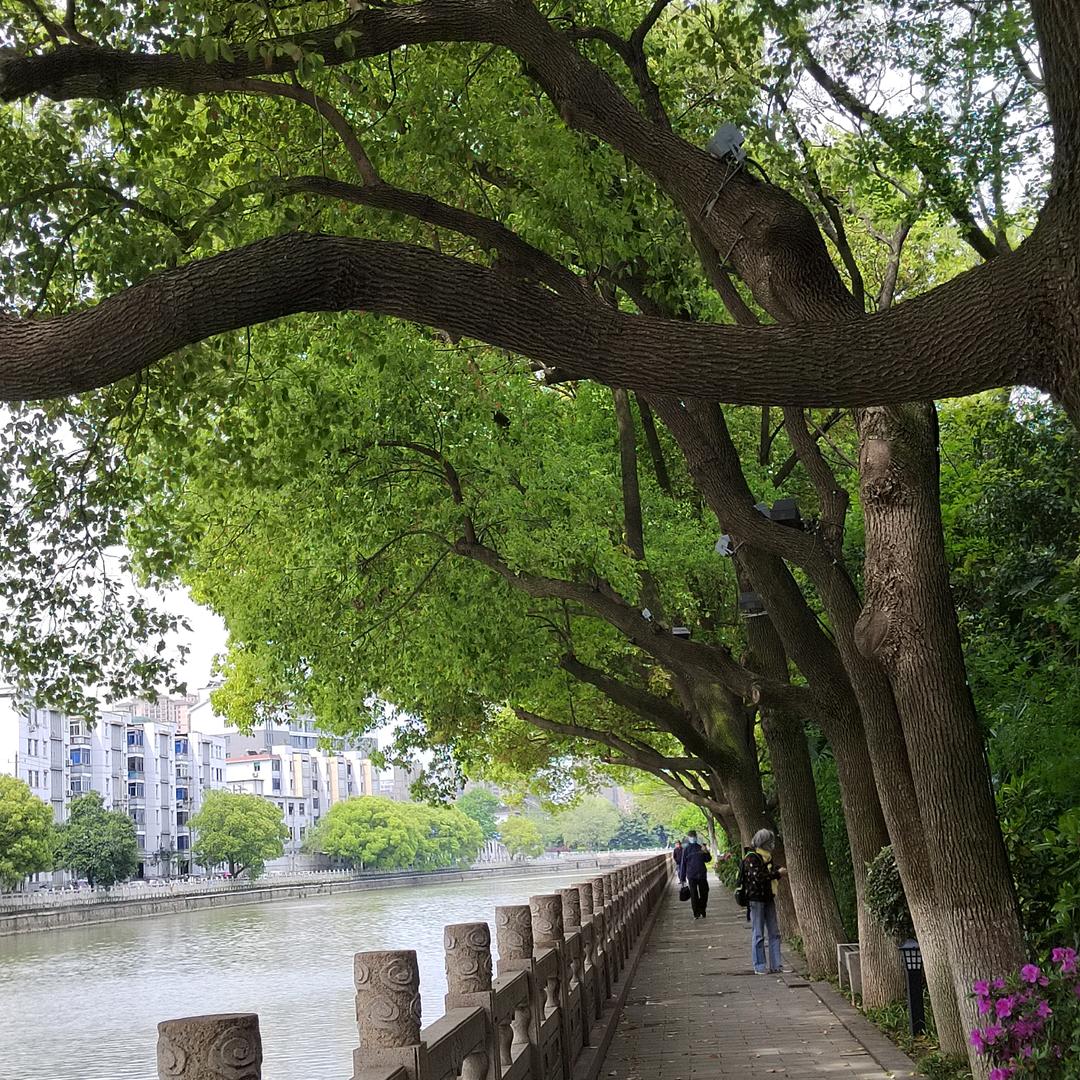 青青绿茶
