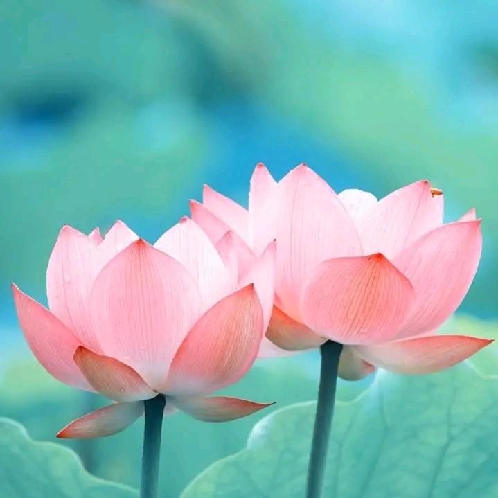 清风无影