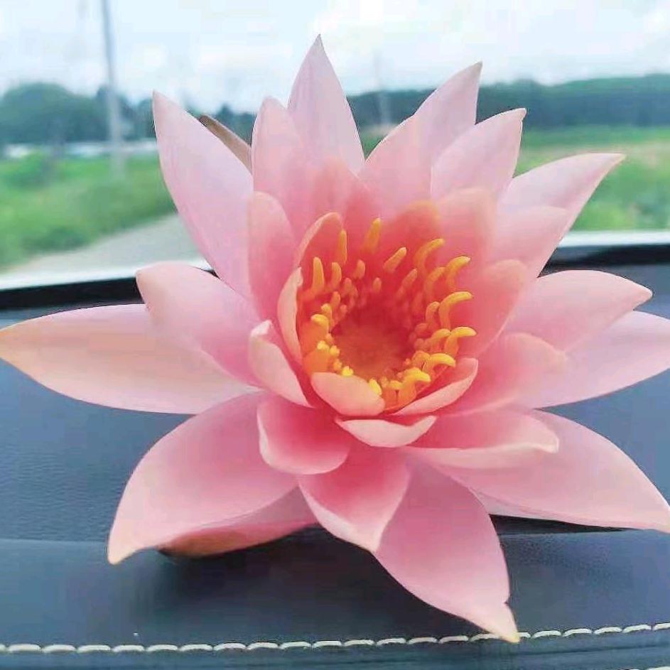 白色风信子