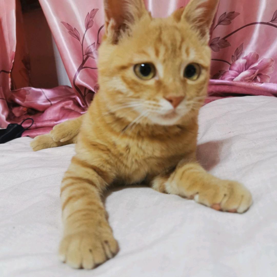 红叶飘飞