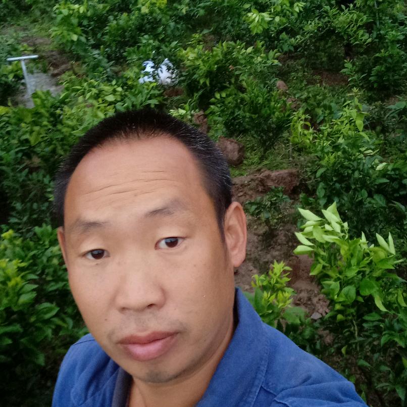 柑橘树修剪王波，（收徒）