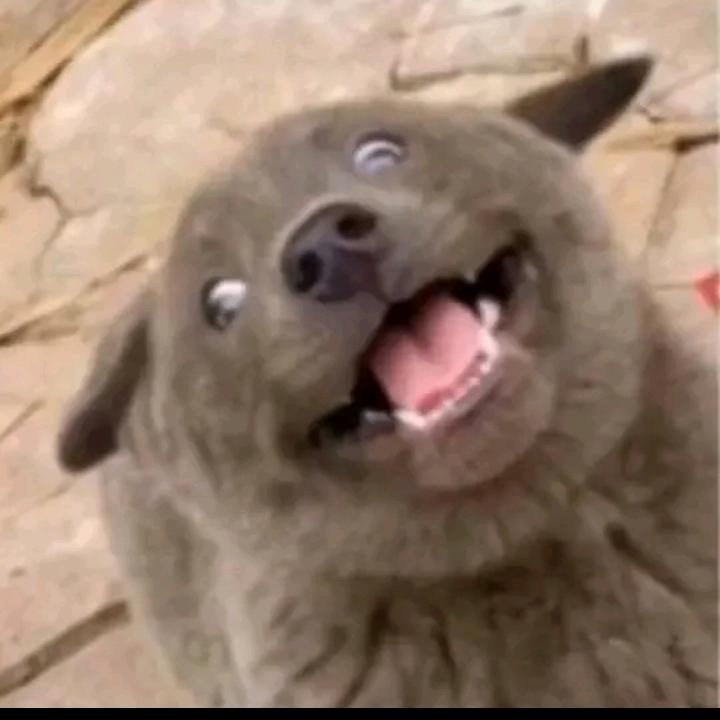 喵77的命运～
