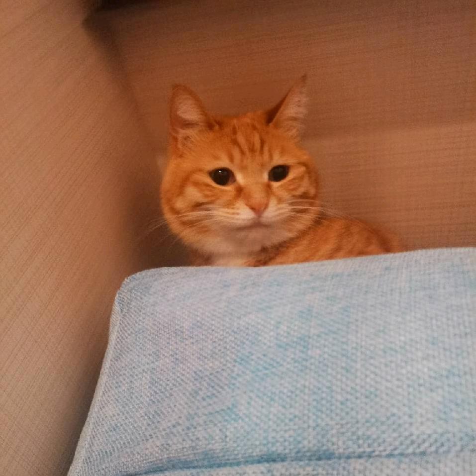 一只叫花花的猫