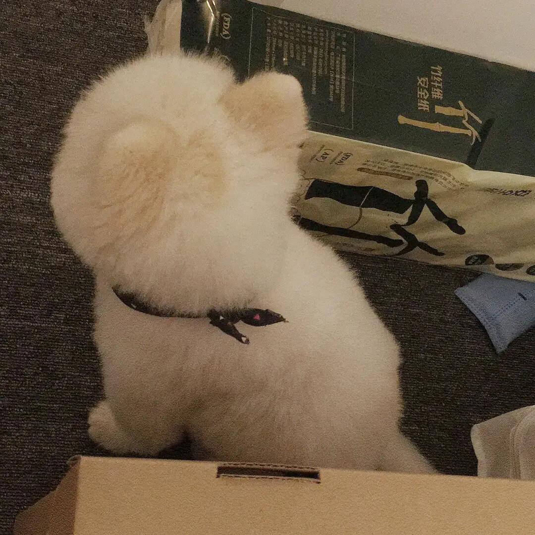 小麦果汁儿