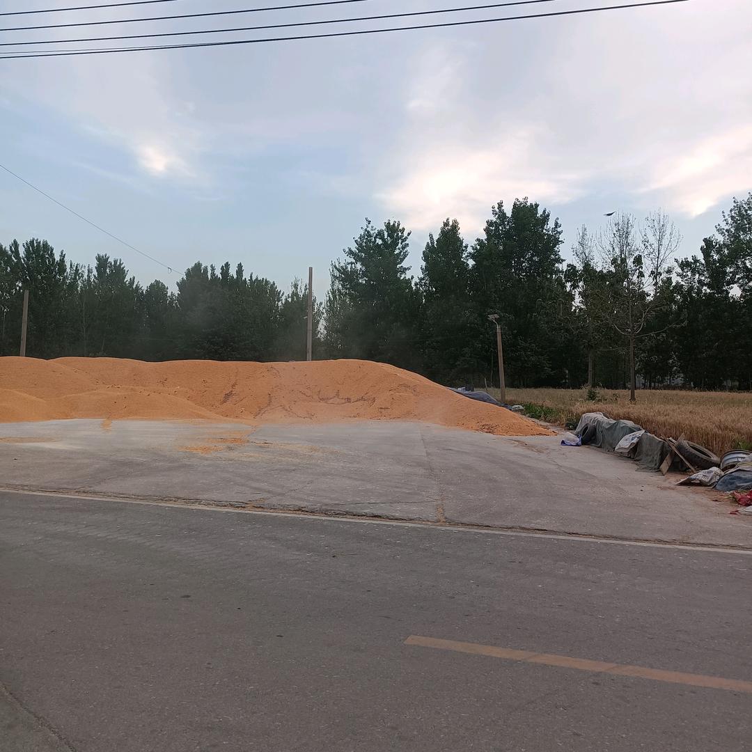 顺北粮食收购王春丽🌹