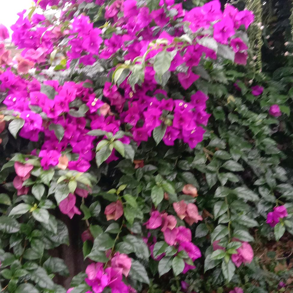 花开