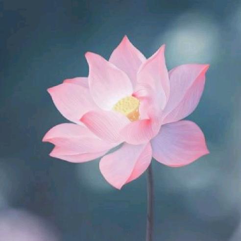 影檬