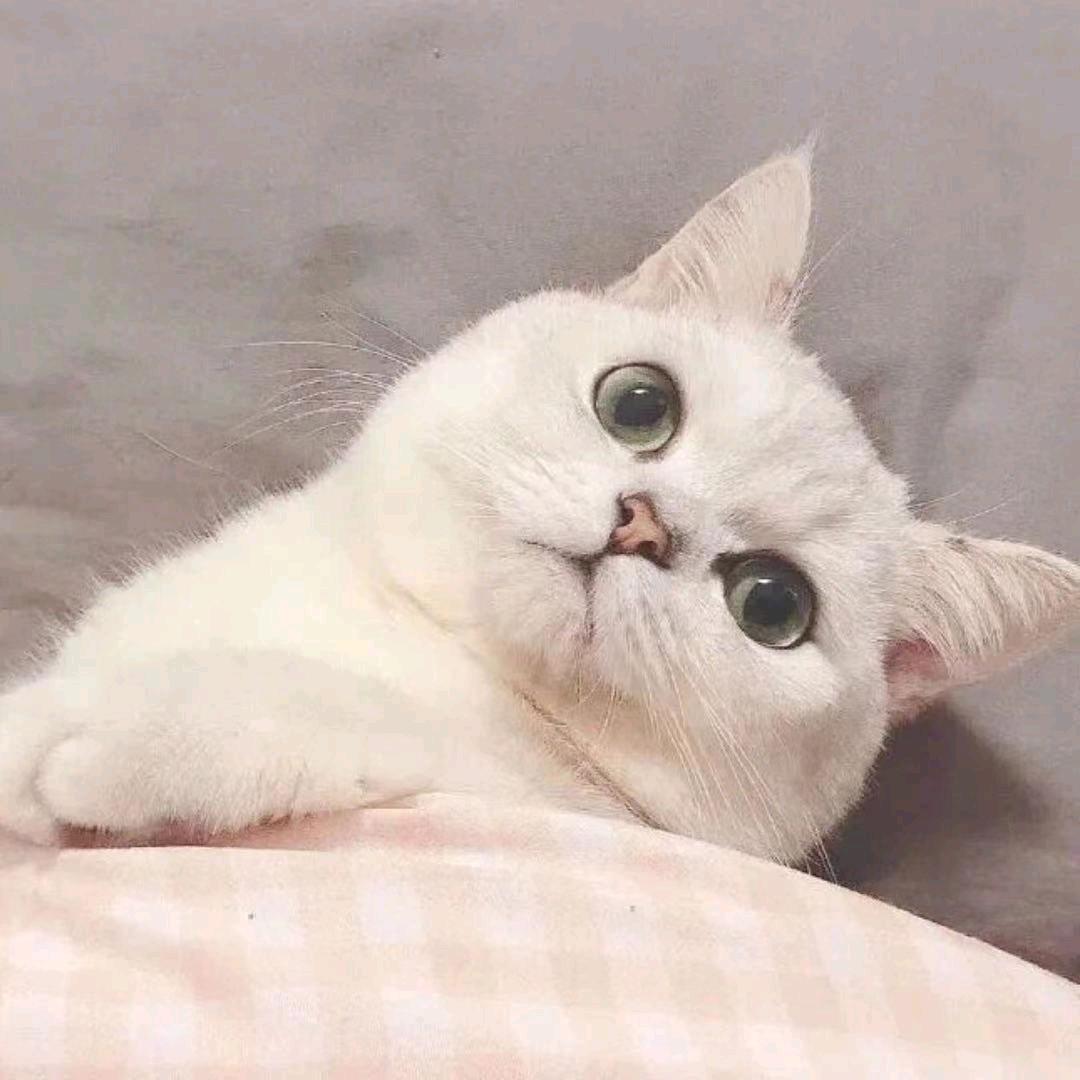 星光