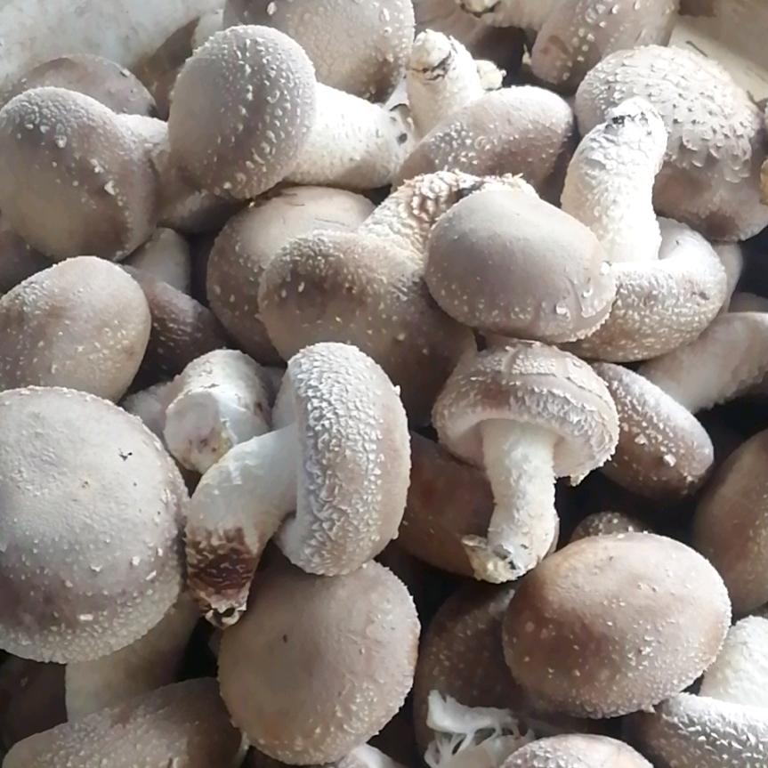 缺少🐛的大鸟