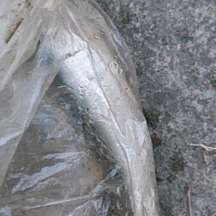 我是一只掉进塑料袋里的鱼
