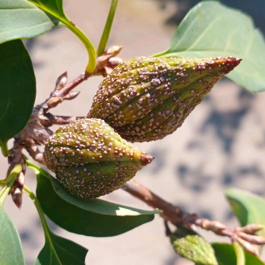 金都中药大连翘