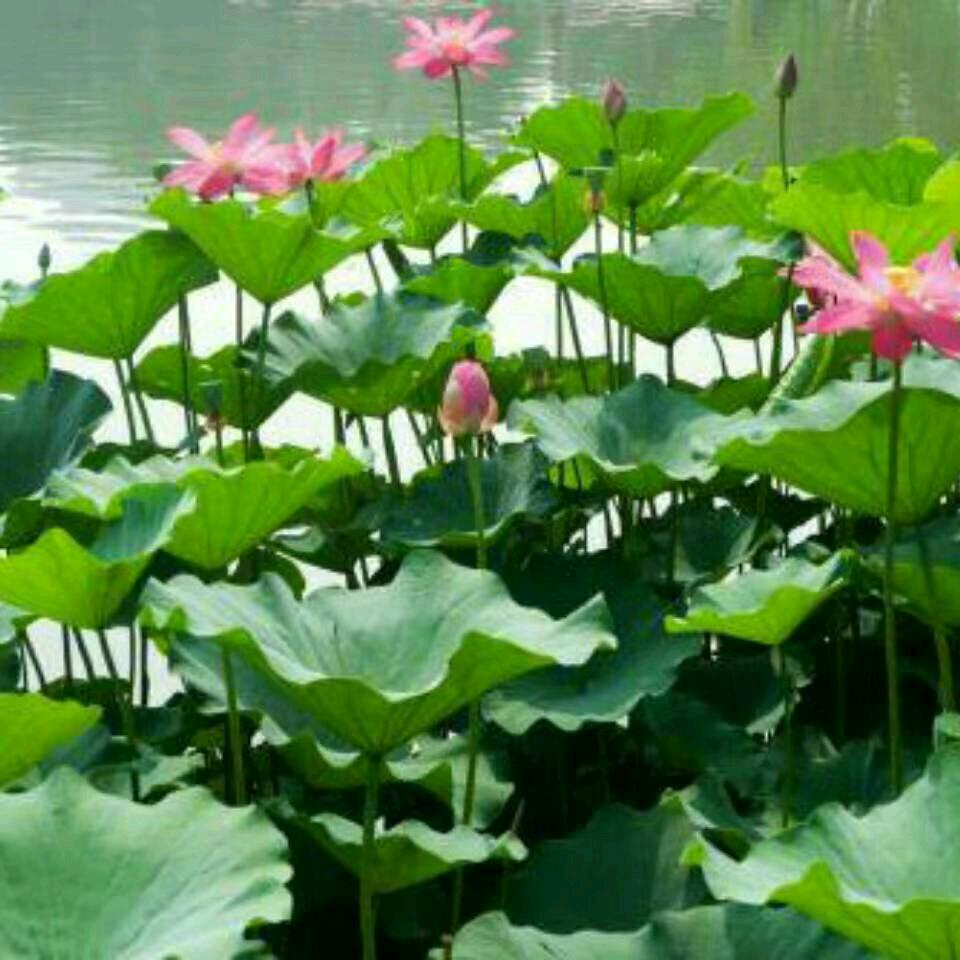 甜蜜的梦