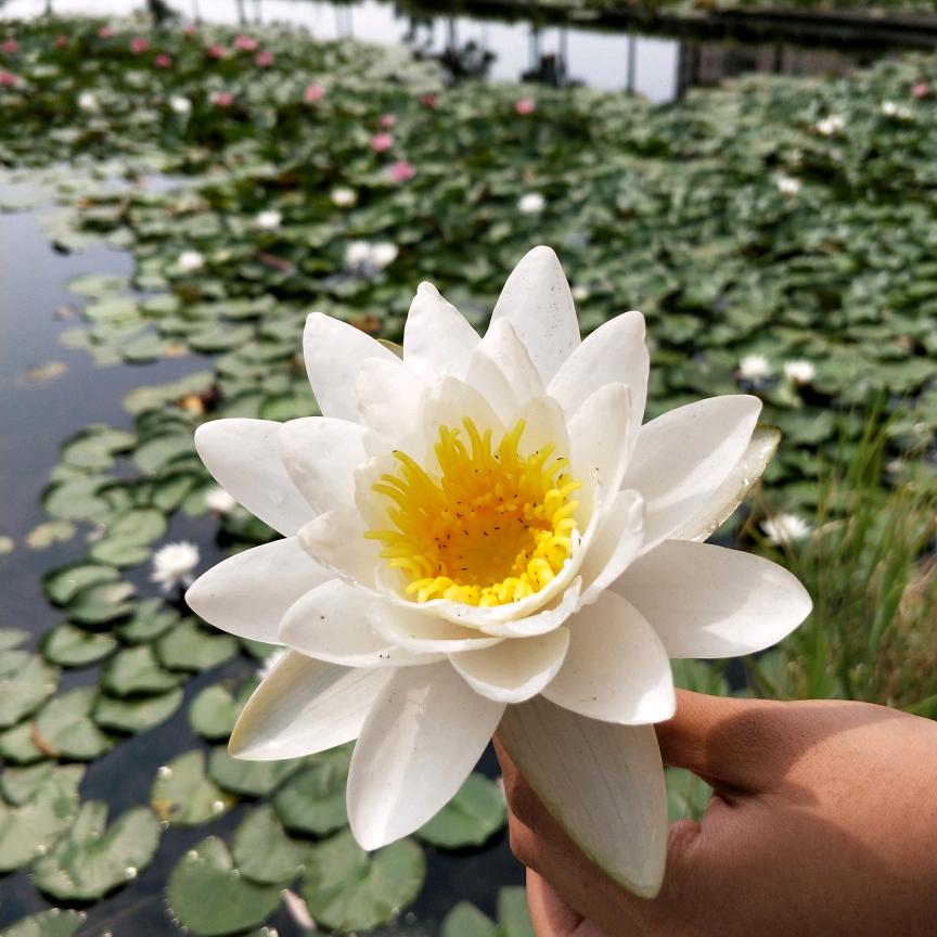 好运莲莲