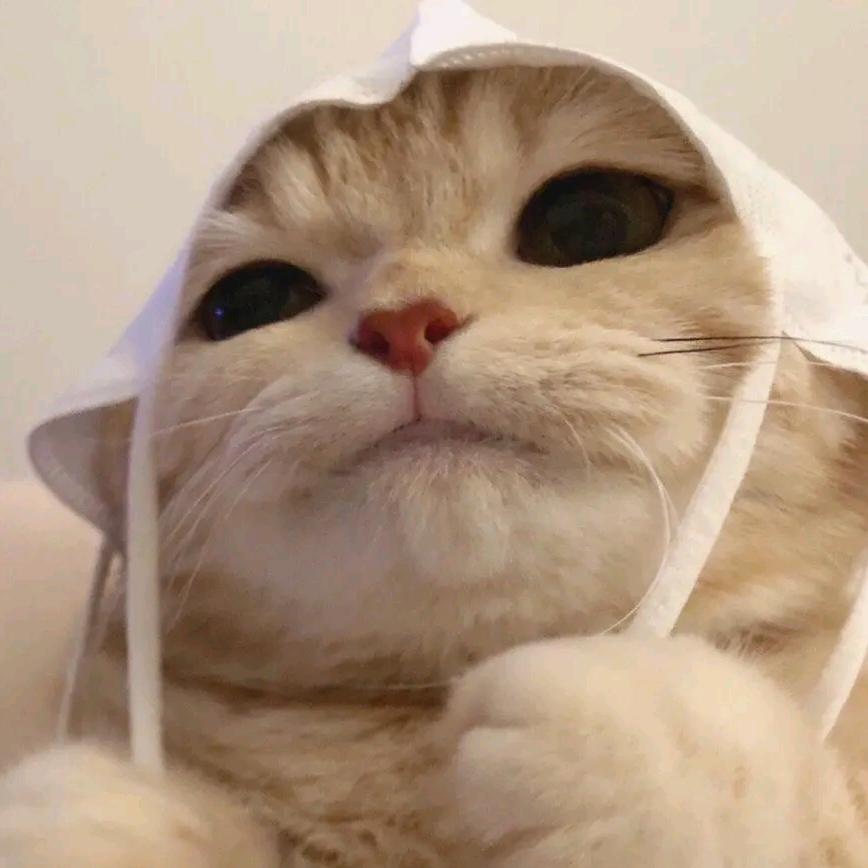 聆归月