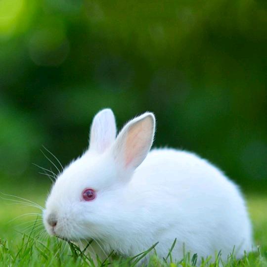 兔子🐰🐰