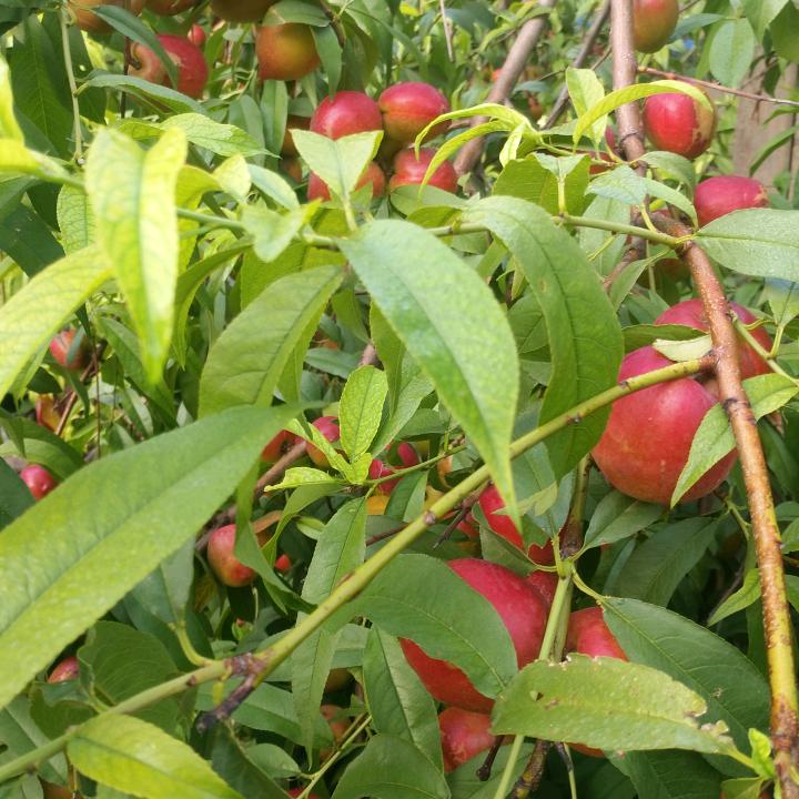 幸福人生（家有俩宝〉