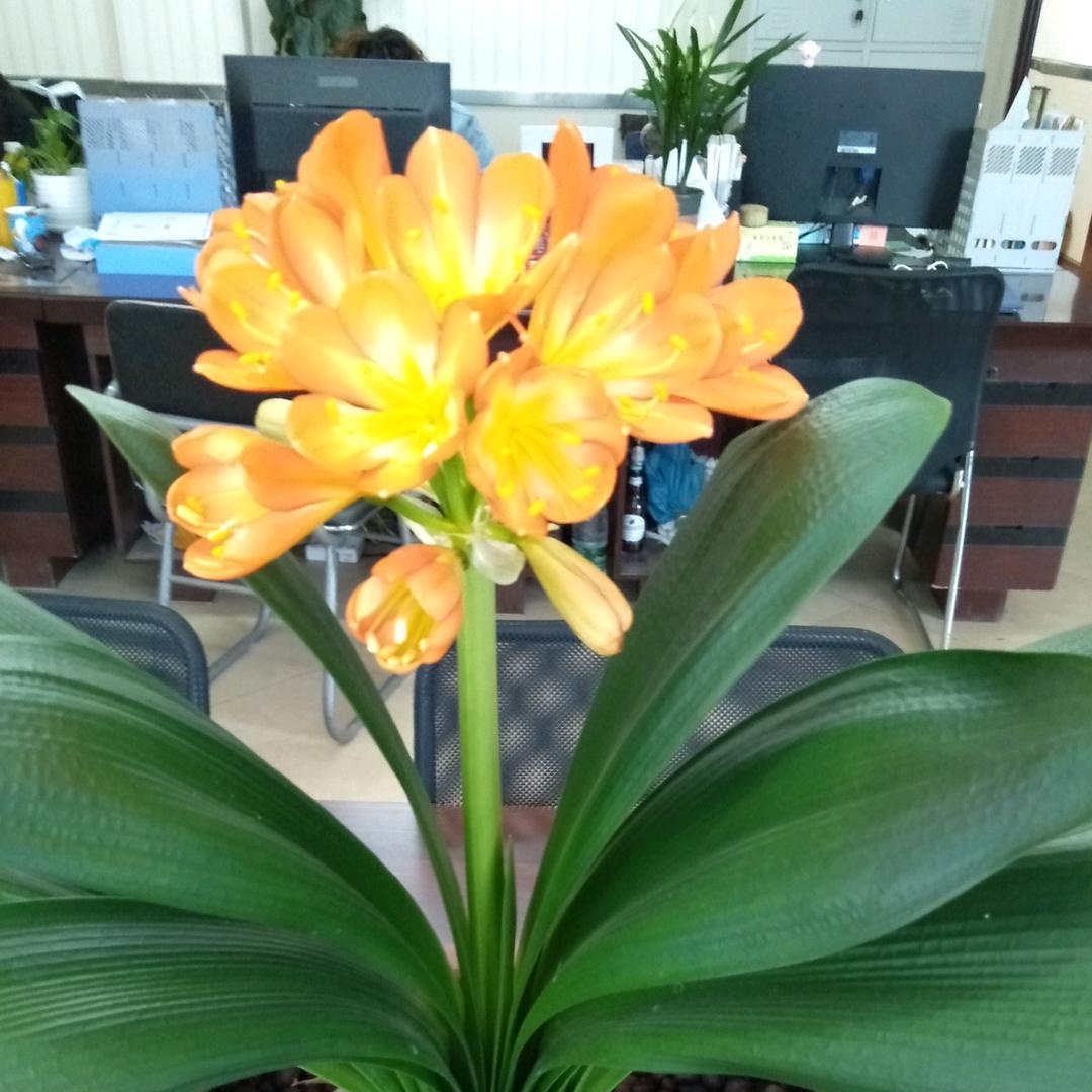 光