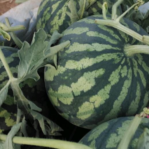 瓜🍉目相看