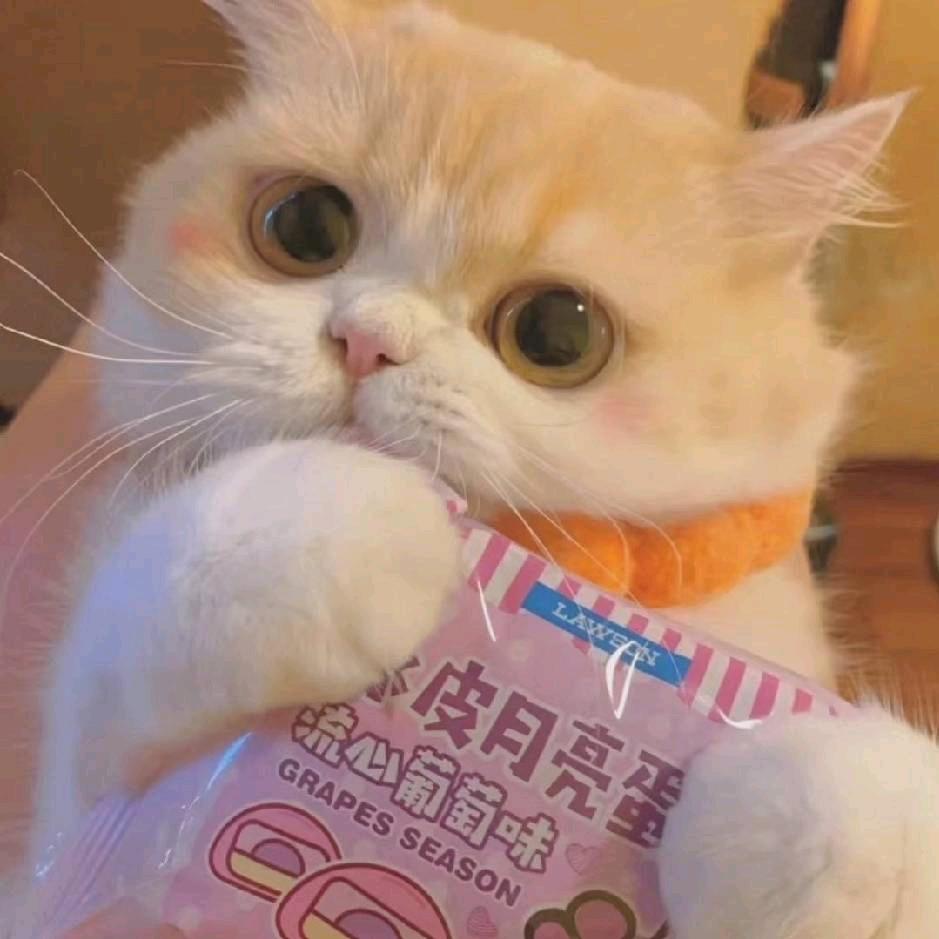晕车小狗