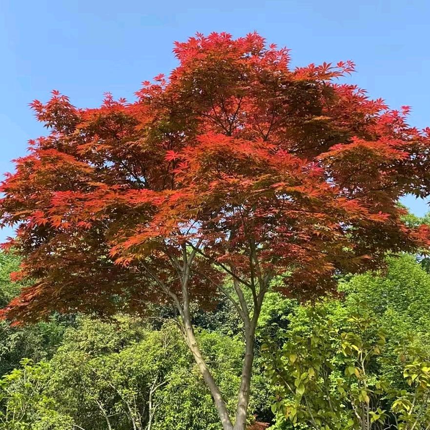 🌈飞儿🌈重庆