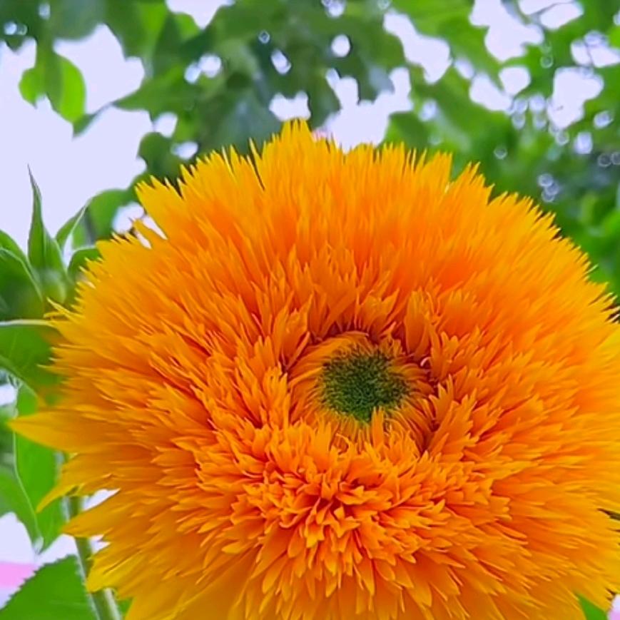 有🍎🍊🍅🍏🍋🍌🍇🍑