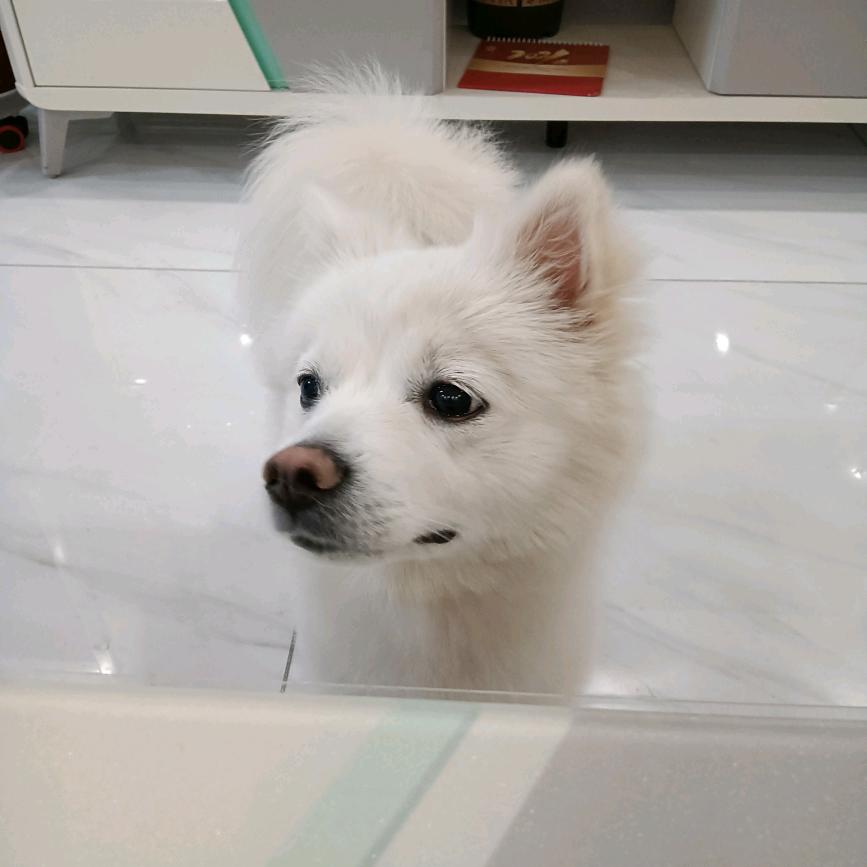 吃小胖（dobby与dollar）