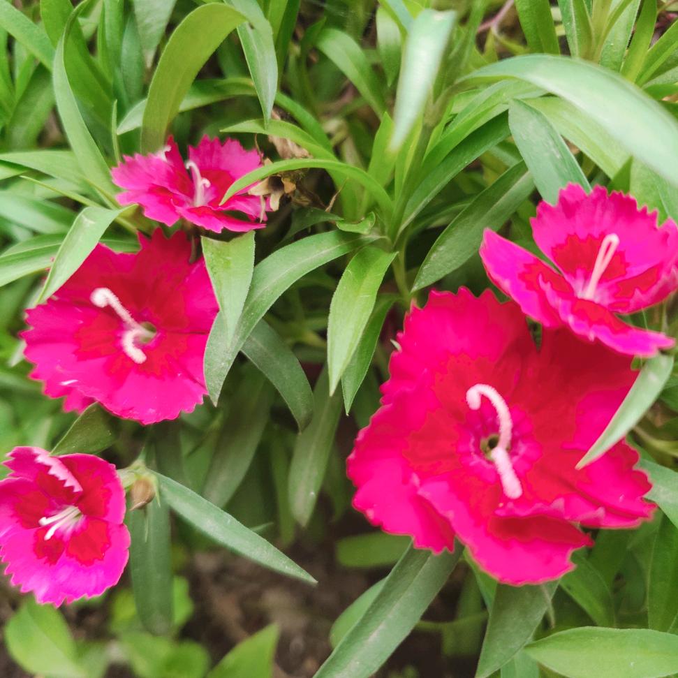 ☘️梦是🌱做梦🌹🌹