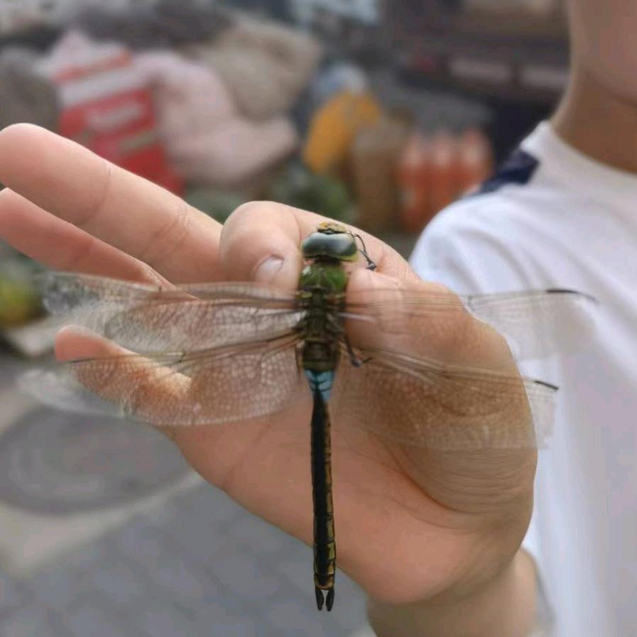 帮主的虫
