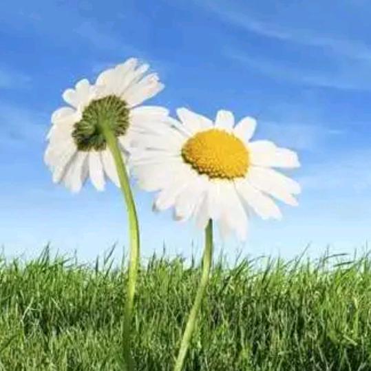 这个杀手不太冷