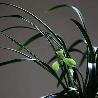 🌴空谷幽兰🎍