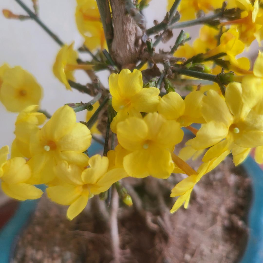 青州市九州盆景园