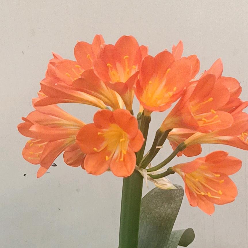 辛～福～花，