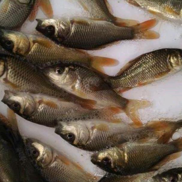 遵义马家湾共青湖鱼苗基地