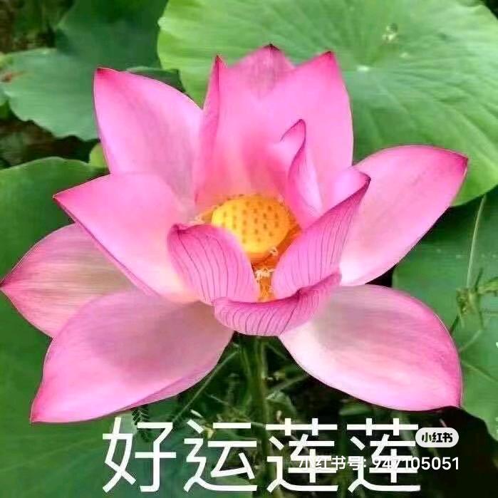 荷花😂
