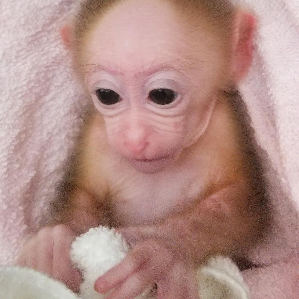 缅甸猴小小