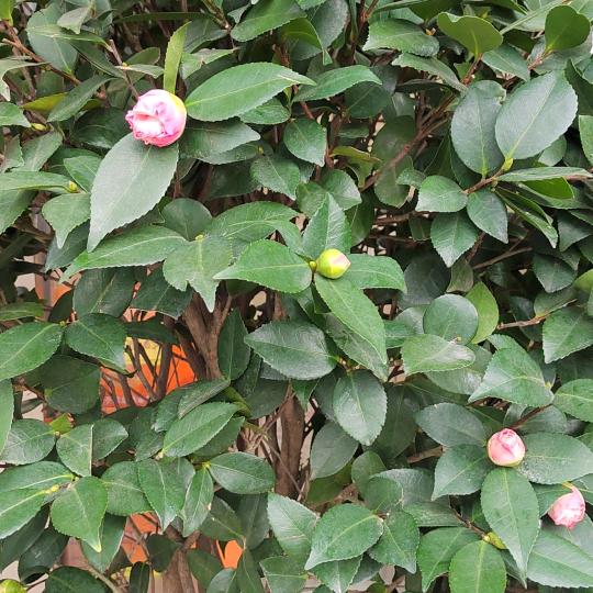 彩云之南，霞光以北