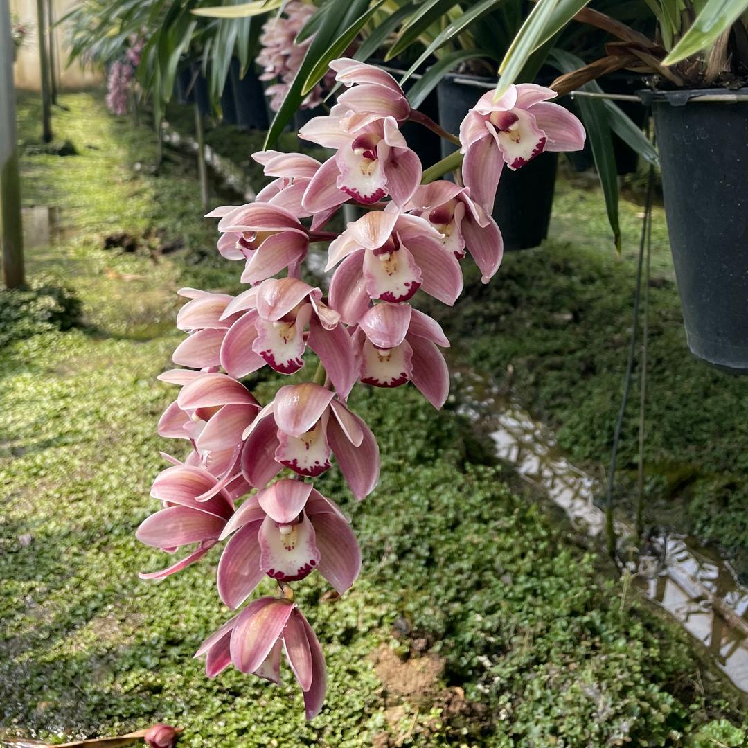 奕禾园艺