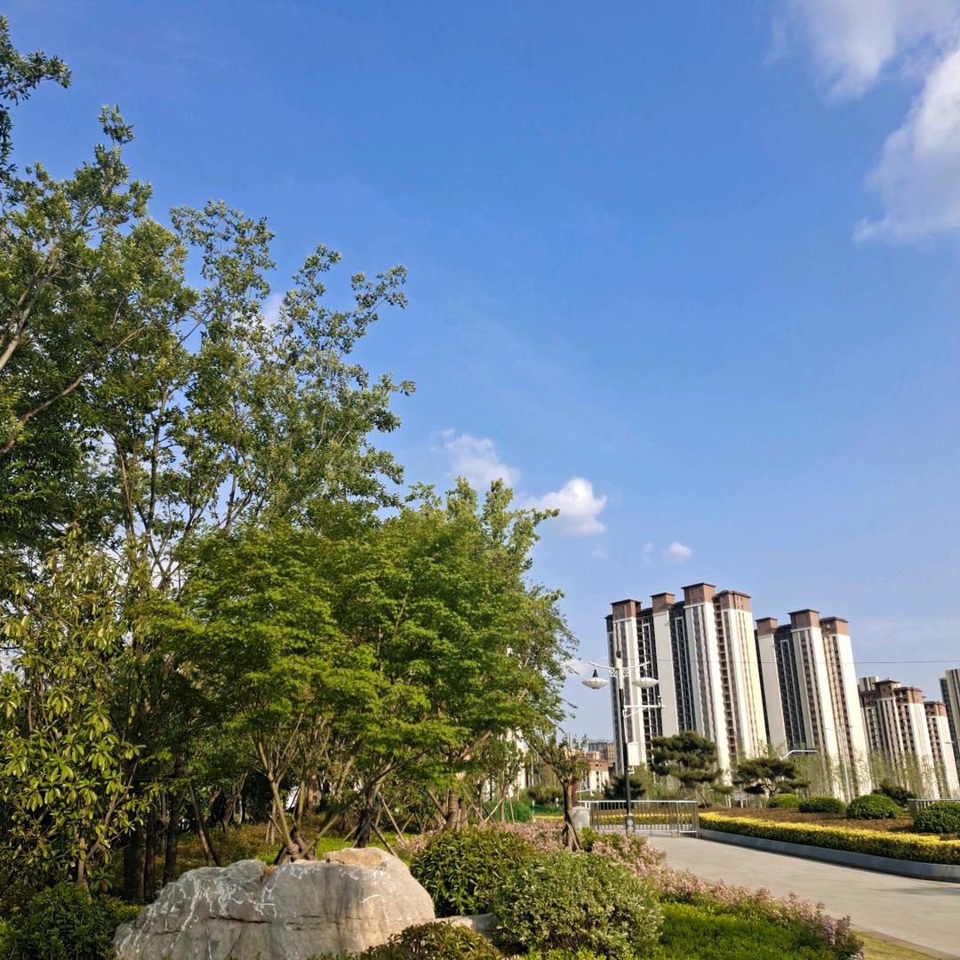 鲨鱼协会执行长