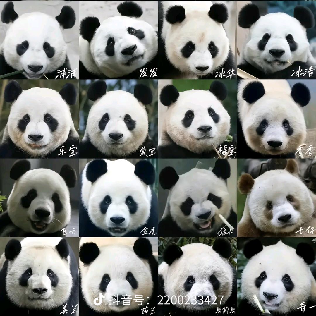 🐼天山童姥🐒