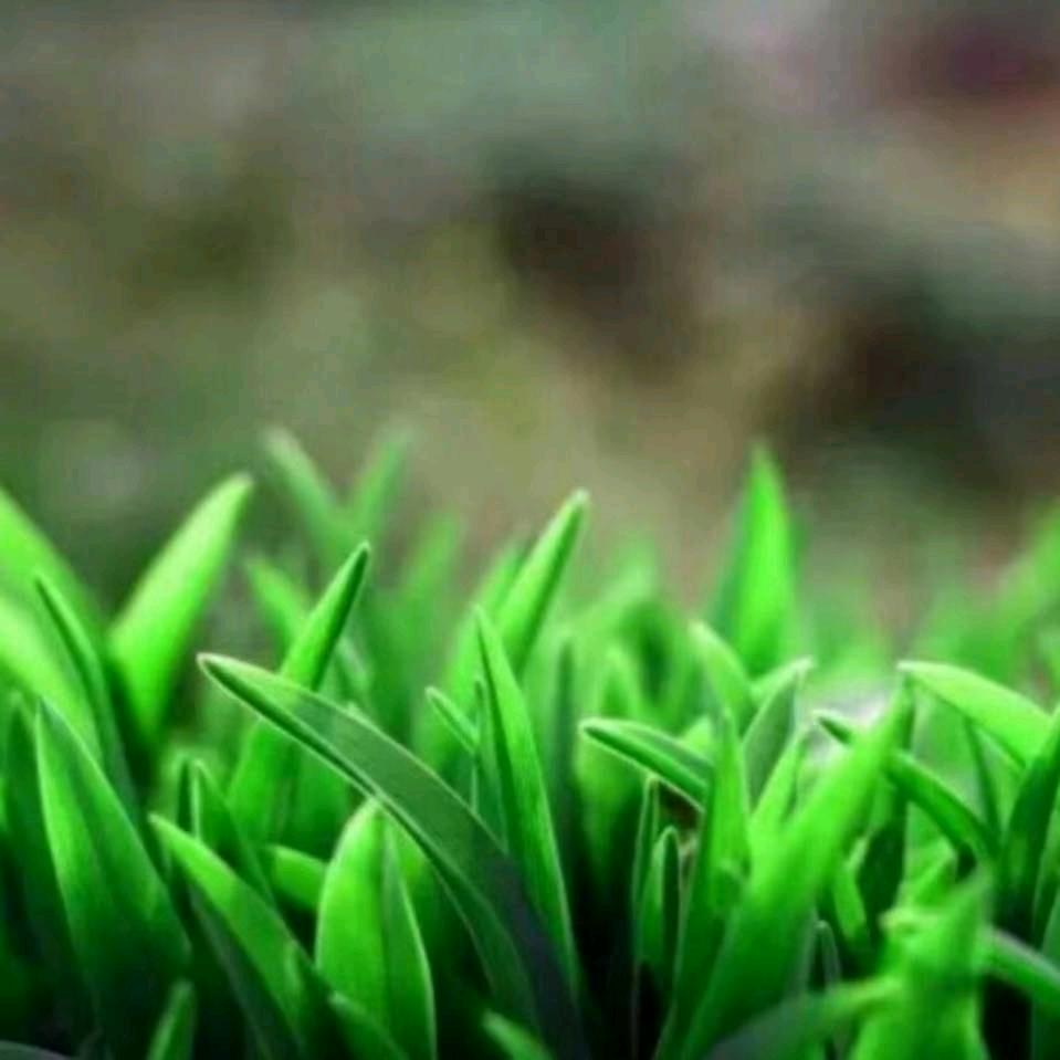 武陟小草
