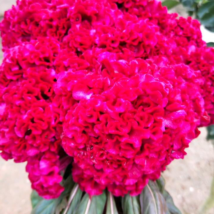 玲玲用户6769792602559: