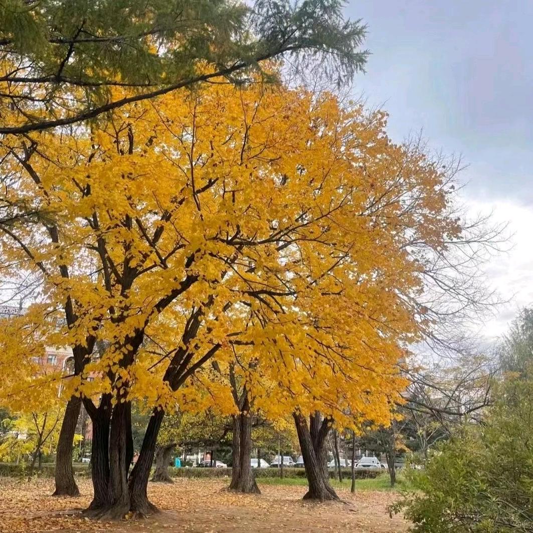 将军戈壁硅化木