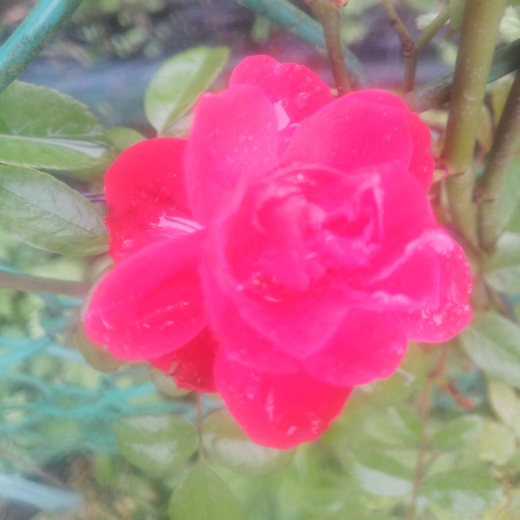 菲妮